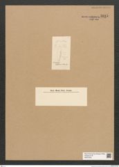 Diatomeae indet. Zeichnungen Sammlung Grunow Nr. 5815 (NHMW-BOT-W0374232)